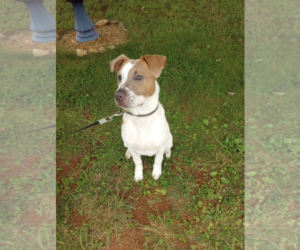 Medium Photo #5 American Pit Bull Terrier Puppy For Sale in RUSTBURG, VA, USA