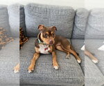 Small #14 American Staffordshire Terrier-Chihuahua Mix