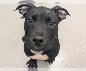 Mutt Dogs for adoption in Redwood City, CA, USA