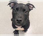 Small Mutt