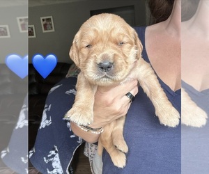 Golden Retriever Puppy for sale in VESTAL, NY, USA