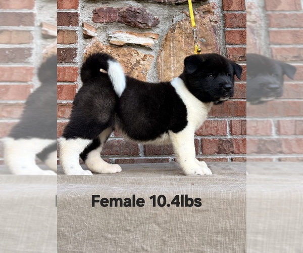 Medium Photo #1 Akita Puppy For Sale in MEM, TN, USA