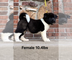 Medium Akita