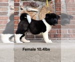 Puppy Puppy 3 Akita