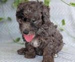 Small #5 Poodle (Toy)