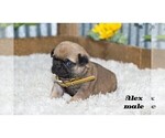 Small #6 Pug