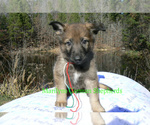 Small #3 German Shepherd Dog
