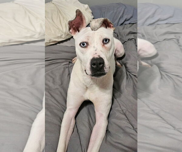 Medium Photo #3 American Pit Bull Terrier-Dalmatian Mix Puppy For Sale in Westmont, IL, USA