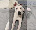 Small #2 American Pit Bull Terrier-Dalmatian Mix