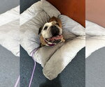 Small #10 Bulldog