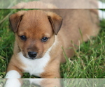 Puppy Puppy 1 Rat Terrier