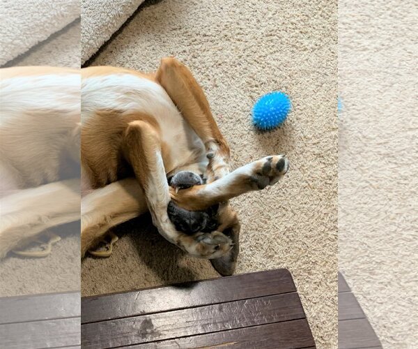 Medium Photo #20 Mutt Puppy For Sale in Farmington, MN, USA