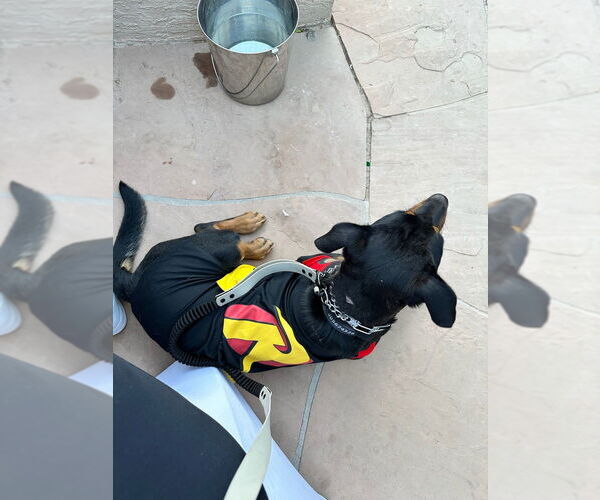 Medium Photo #3 Rottweiler Puppy For Sale in Gilbert, AZ, USA