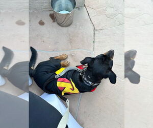 Obi - Male Rottweiler Dog for Adoption - Photo #3