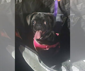 Sissy - Female Pug-Unknown Mix Dog for Adoption - Photo #2