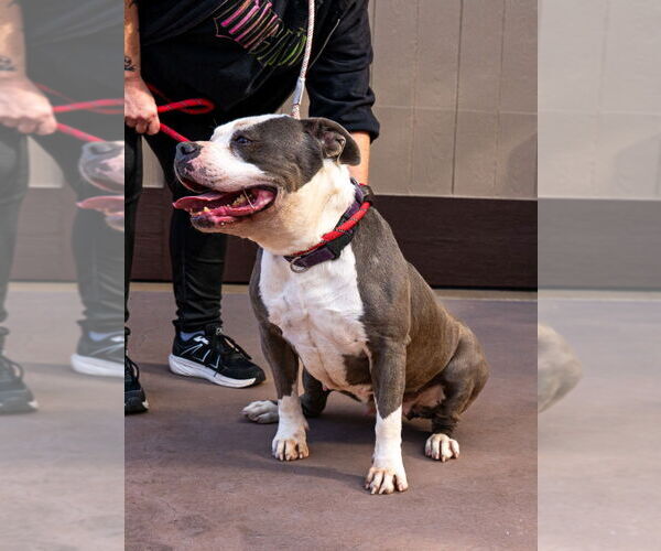 Medium Photo #7 American Staffordshire Terrier-Unknown Mix Puppy For Sale in Lake Forest, CA, USA