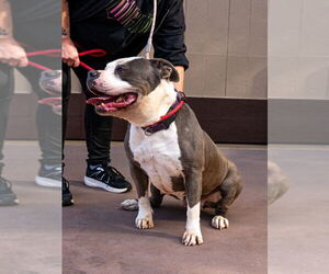 Gale - Adopt Me! - Female American Staffordshire Terrier-Unknown Mix Dog for Adoption - Photo #7