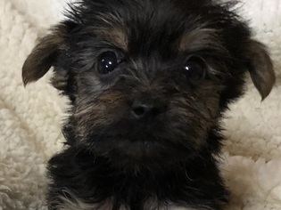 Yorkshire Terrier Puppy for sale in FAIRBORN, OH, USA