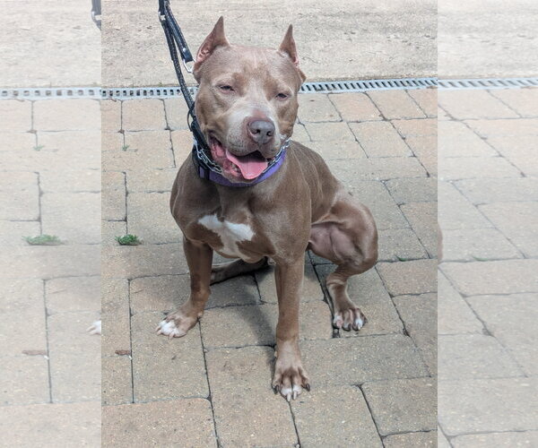 Medium Photo #10 American Pit Bull Terrier Puppy For Sale in Techny, IL, USA