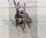 Small #9 American Pit Bull Terrier
