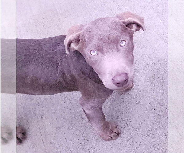 Medium Photo #1 Labrador Retriever Puppy For Sale in Sequim, WA, USA