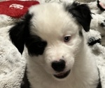 Small #11 Border-Aussie
