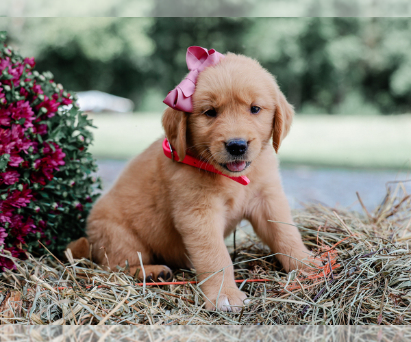 Medium Photo #5 Golden Retriever Puppy For Sale in LIBERTY, KY, USA