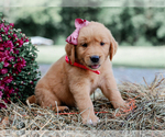 Small #4 Golden Retriever