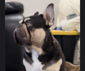 Father of the French Bulldog puppies born on 09/03/2024