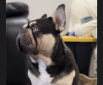 Small Photo #1 French Bulldog Puppy For Sale in BELLE CHASSE, LA, USA