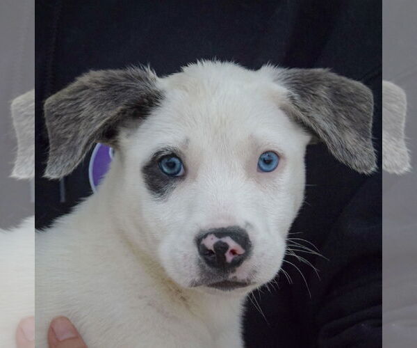 Medium Photo #2 Catahoula Leopard Dog-Labrador Retriever Mix Puppy For Sale in Huntley, IL, USA