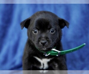 Jug-Shiba Inu Mix Puppy for sale in LIBERTY, KY, USA