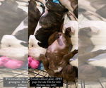 Small Photo #13 American Pit Bull Terrier Puppy For Sale in MIAMI, FL, USA