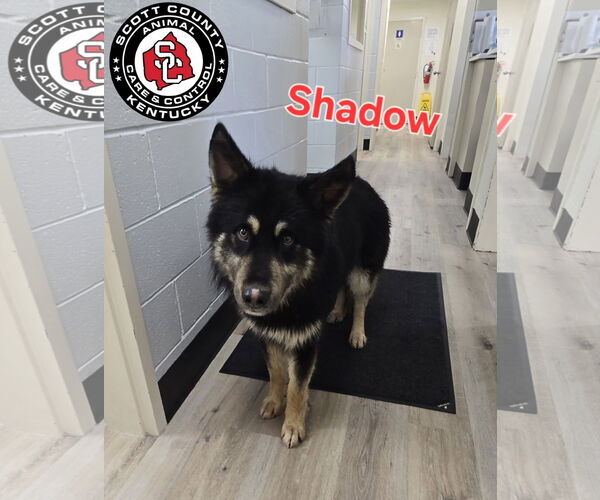 Medium Photo #2 Gerberian Shepsky Puppy For Sale in Georgetown, KY, USA