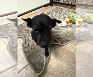 The Doxies : Daisy - Female Dachshund-Unknown Mix Dog for Adoption - Photo #2