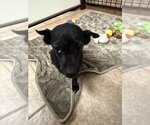 Small Photo #2 Dachshund-Unknown Mix Puppy For Sale in Osgood, IN, USA