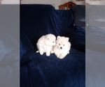 Small Photo #2 Pomeranian Puppy For Sale in APPLE VALLEY, CA, USA