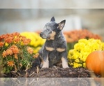 Small Photo #8 Australian Cattle Dog Puppy For Sale in PILOT, VA, USA