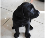 Small Photo #5 Labrador Retriever Puppy For Sale in SAN DIEGO, CA, USA
