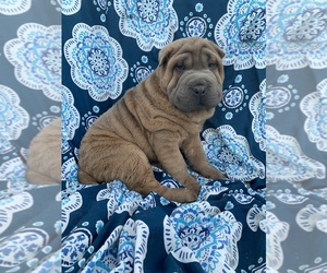 Chinese Shar-Pei Puppy for sale in MERRITT IS, FL, USA