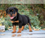 Puppy Kaito Rottweiler