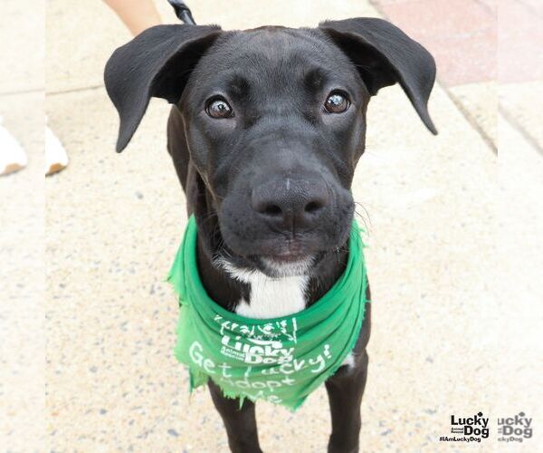 Medium Photo #2 Labrador Retriever-Retriever  Mix Puppy For Sale in Washington, DC, USA