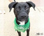 Small Photo #2 Labrador Retriever-Retriever  Mix Puppy For Sale in Washington, DC, USA