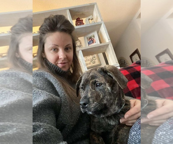 Medium Photo #6 English Mastweiler Puppy For Sale in Oro Medonte, Ontario, Canada