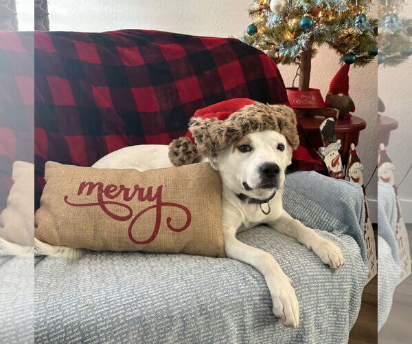 Medium Photo #3 American Pit Bull Terrier-German Shepherd Dog Mix Puppy For Sale in Chandler, AZ, USA