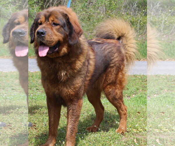Medium Photo #1 Tibetan Mastiff-Unknown Mix Puppy For Sale in Prattville, AL, USA