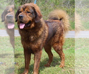 Tibetan Mastiff-Unknown Mix Dogs for adoption in Prattville, AL, USA