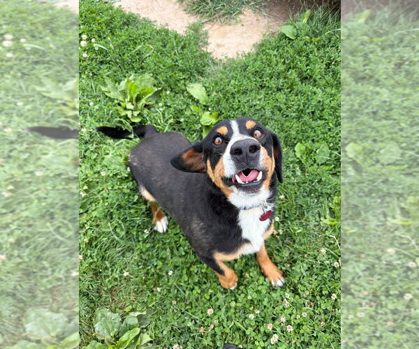 Medium Photo #3 Mutt Puppy For Sale in Pierceton , IN, USA