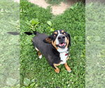Small #2 Mutt