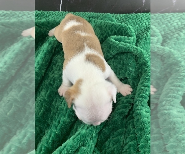 Medium Photo #152 Boston Terrier Puppy For Sale in TULARE, CA, USA